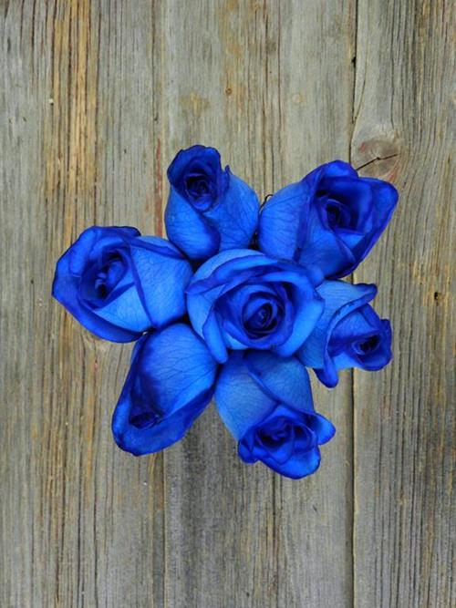  BLUE TINTED ROSES